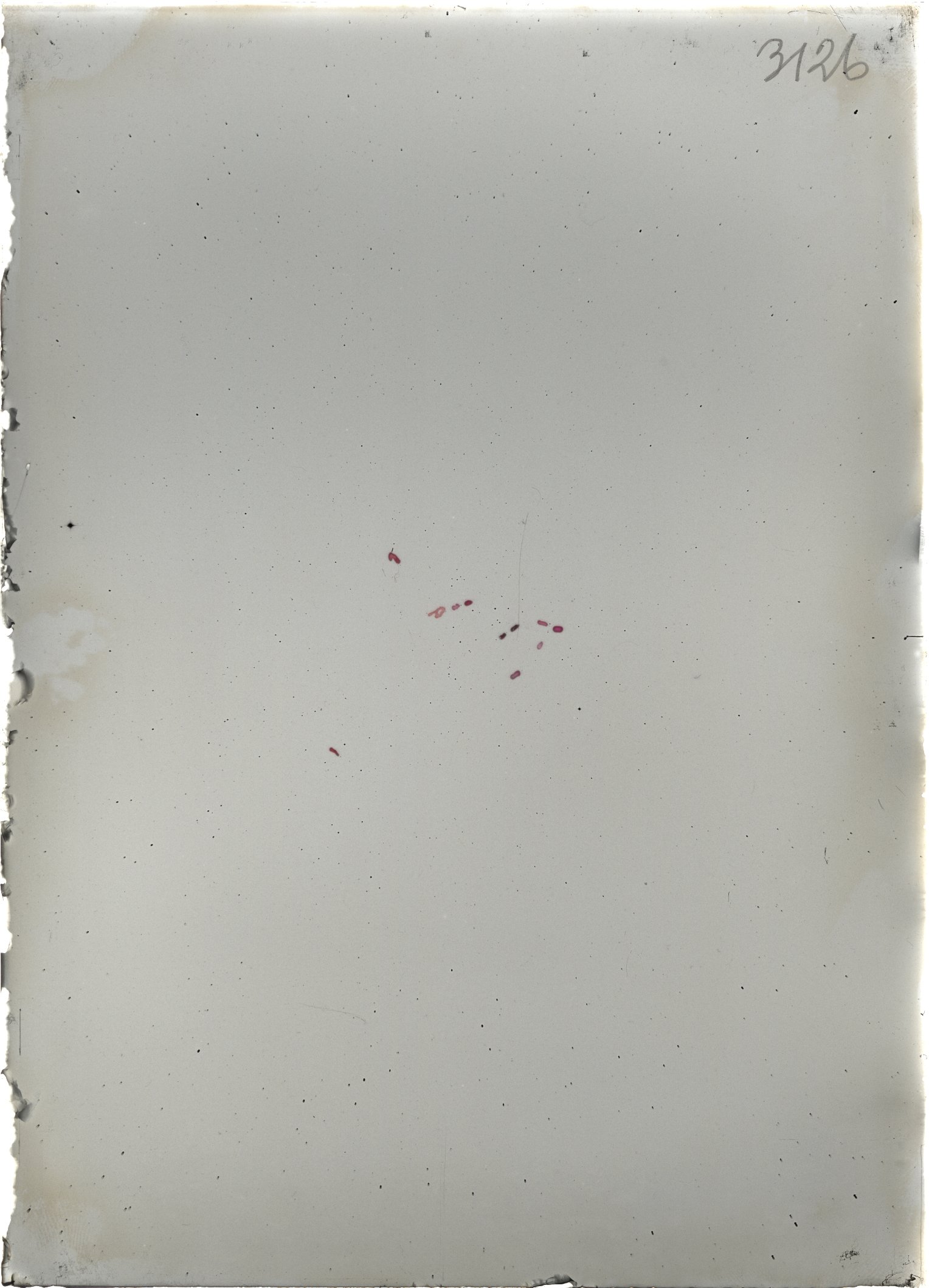 Scan ST03126