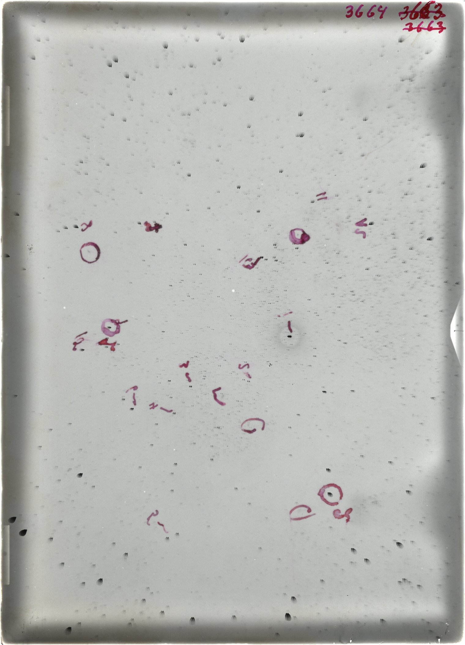 Scan ST03664