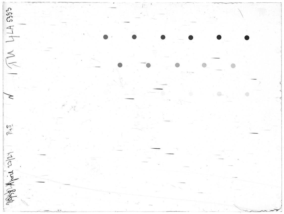 Scan LA05333