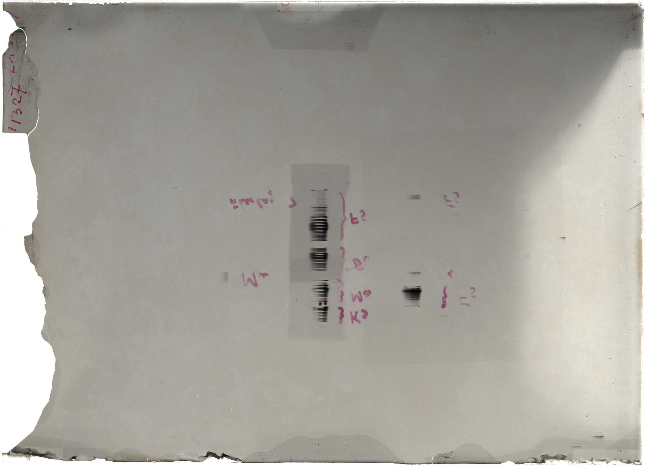 Scan LA01327